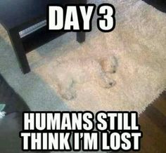 an animal that is laying down on the floor next to a table and chair with caption saying, day 3 humans still think i'm lost