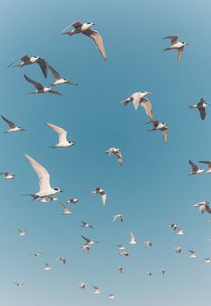 a flock of seagulls flying in the blue sky with their wings spread out