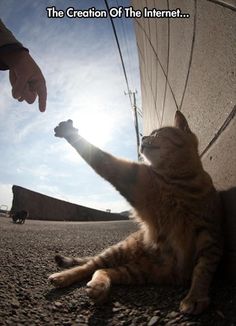 a cat is reaching up to touch the wall with its paw while someone points at it