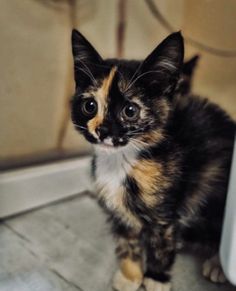 a small kitten sitting on the floor in front of a door looking at the camera