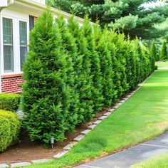 a long row of bushes in front of a house