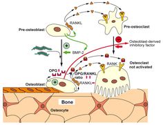 Bone defects in human, caused by fractures/nonunions or trauma, gain increasing impact and have become a medical challenge in the present-day aging population. Frequently, those fractures require surgical intervention which ideally relies on autografts or suboptimally on allografts. Therefore, it is pressing and likewise challenging to develop bone substitution materials to heal bone defects. During the differentiation of osteoblasts from their mesenchymal progenitor/stem cells and of osteoc... Bone Fracture, Scaffolding