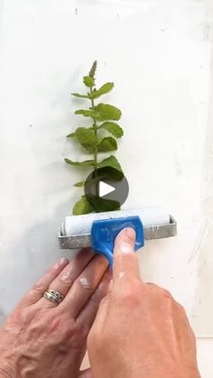 a person using a paint roller to paint a plant