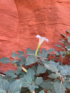 a white flower growing out of the ground next to a rock formation with red rocks in the background