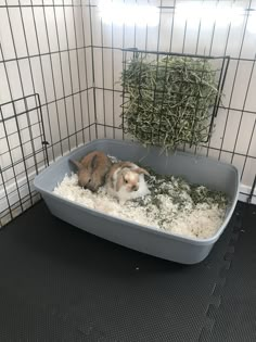 two small animals in a cage with hay and grass on the floor next to each other