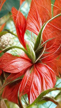 a red flower with green leaves on it