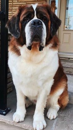 a large brown and white dog sitting in front of a door