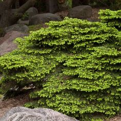 green plants growing on the side of a rocky hill in front of trees and rocks