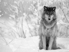 a wolf sitting in the snow looking at the camera