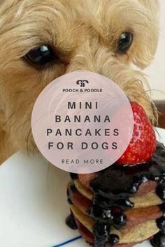 dog treats for dogs recipes Puppy Popsicles, Homade Dog Treats, Mini Banana Pancakes, Mini Bananas