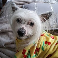 a small white dog wearing a yellow shirt on top of a bed covered in blankets