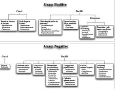 two diagrams showing the different types of grans and their functions in each one's structure