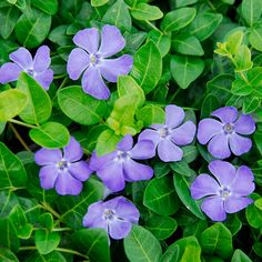 several purple flowers with green leaves around them