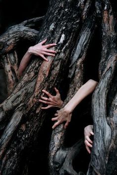 two hands reaching out from the bark of a tree