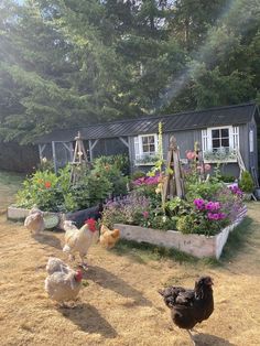 chickens are walking around in front of a small house with flowers and herbs growing on the lawn