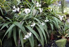 white flowers are growing in the middle of some rocks and plants with green leaves on them