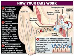 an image of how your ears work