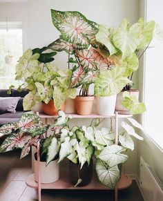 several potted plants on a shelf in a living room