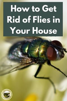 a fly with the words how to get rid of flies in your house