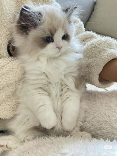 a fluffy white kitten sitting on top of a teddy bear with its paws in the air