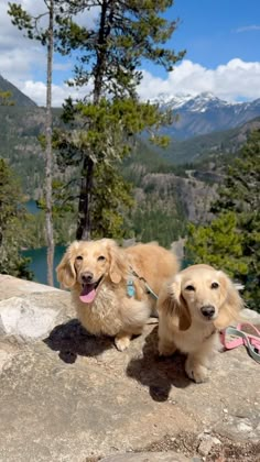 two dogs sitting on top of a large rock next to trees and mountains in the background