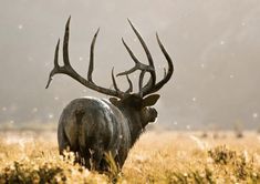 an antelope standing in the middle of a field with very large horns on it's back