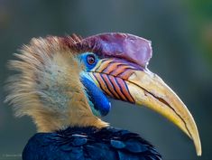 a close up of a bird with a very large beak and colorful feathers on it's head