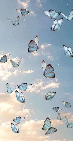 many blue butterflies flying in the sky