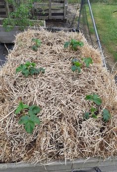 a pile of hay with plants growing out of it