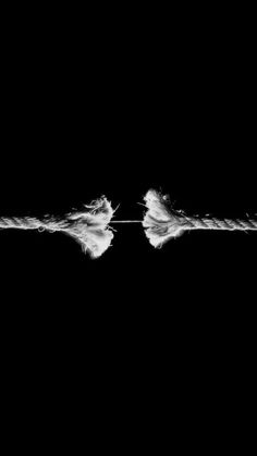 two white feathers on a black background