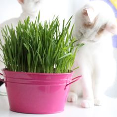 two cats sitting next to each other near a pot with grass in it and one cat looking at the camera