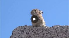 a small rodent sitting on top of a rock and looking up at the sky