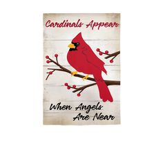 a cardinal sitting on top of a tree branch with the words cardinals appear when angels are near