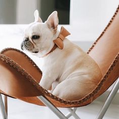 a small white dog sitting in a leather chair with a bow on it's collar