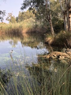 the water is calm and clear for us to see in this area with tall grass