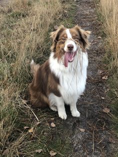 a brown and white dog sitting on top of a grass covered field