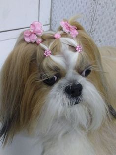 a white and brown dog with pink flowers in it's hair