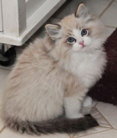 a kitten sitting on the floor next to a cabinet and door handle with blue eyes