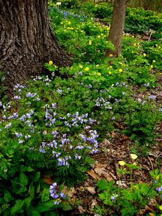 blue and yellow wildflowers growing in the woods near a tree trunk with large bark