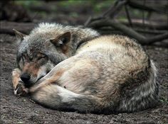 a wolf laying on the ground with its eyes closed