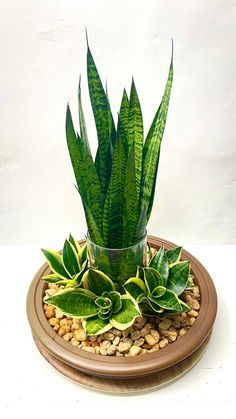 a potted plant sitting on top of a plate filled with rocks and gravel next to a white wall