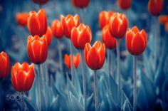 many orange tulips are in the middle of some blue flowers with green stems