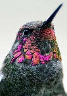 a colorful bird with black wings and pink flowers on it's back end is looking at the camera