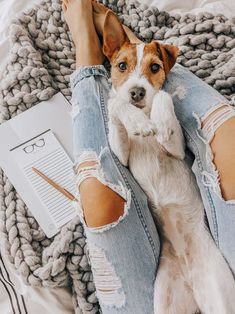 a small dog laying on top of a person's legs with her leg in ripped jeans