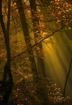 sunlight shining through the trees in an autumn forest