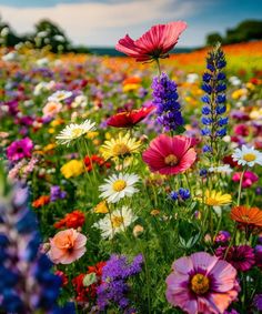 a field full of different colored flowers