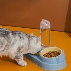 a gray and white cat eating food out of a bowl on top of a yellow table