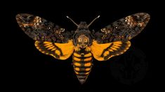 a large yellow and black moth on a black background