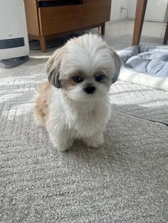 a small white and brown dog sitting on top of a carpet next to a bed