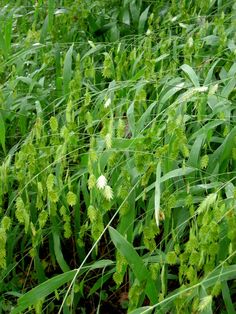 some very pretty green plants in the grass